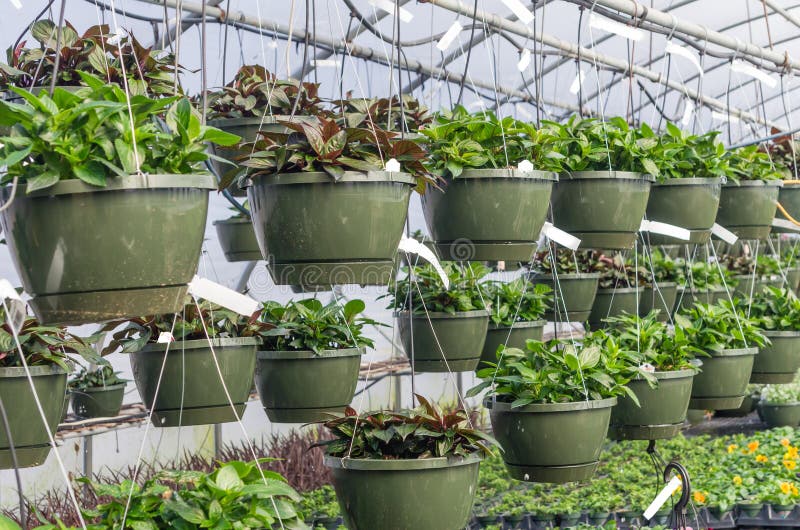 Hanging Baskets Growing in a Greenhouse Stock Image Image of