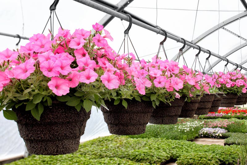 Hanging baskets of pink petunias in a greenhouse