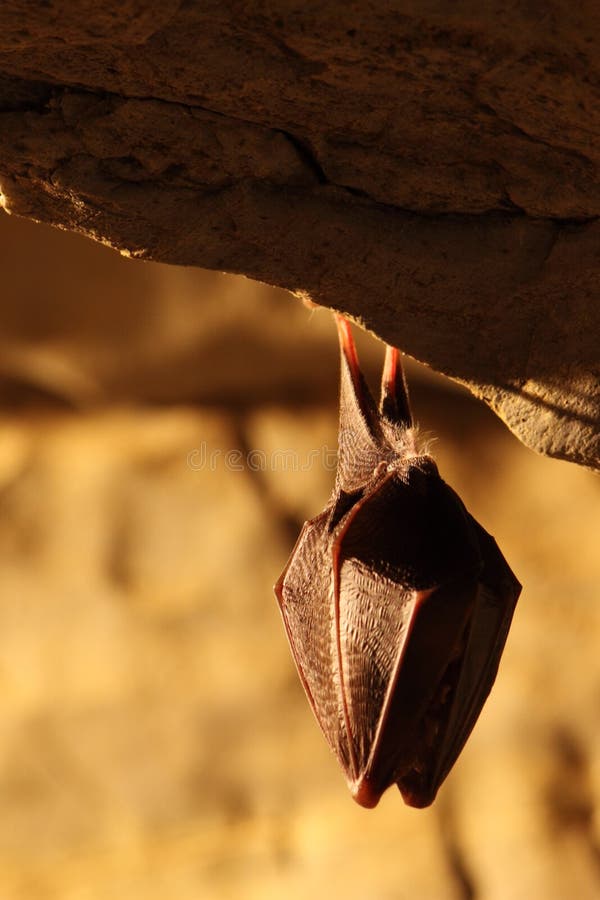 Hanging Bat stock image. Image of frightening, small 13417565