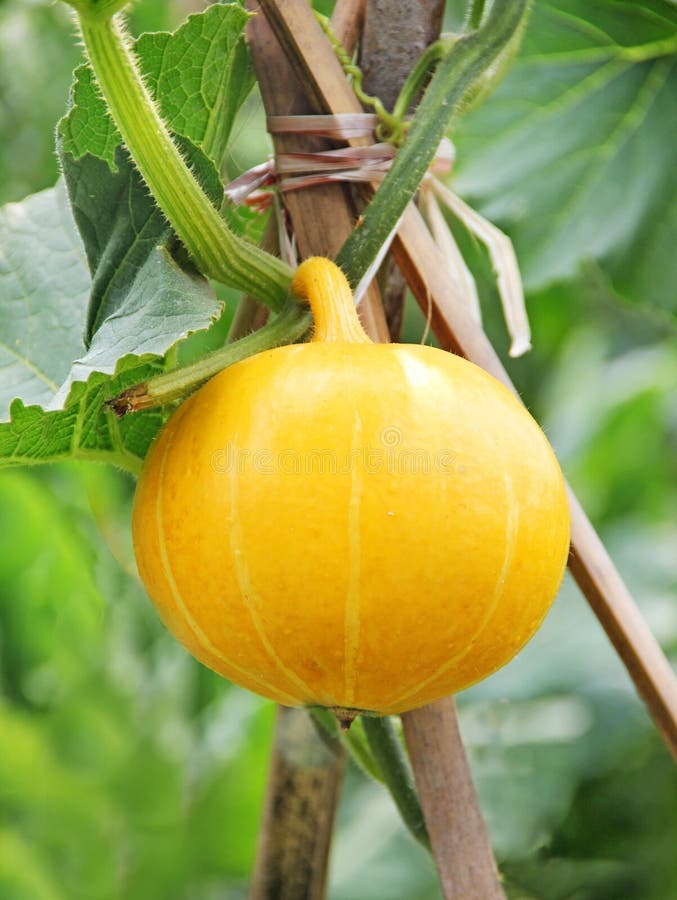Hanging beautiful large pumpkin stock photography