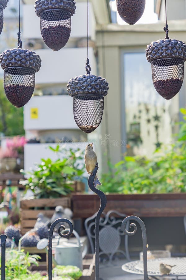 Hanging Bird Feeders in Shape of Acorn Full of Different Grain in the