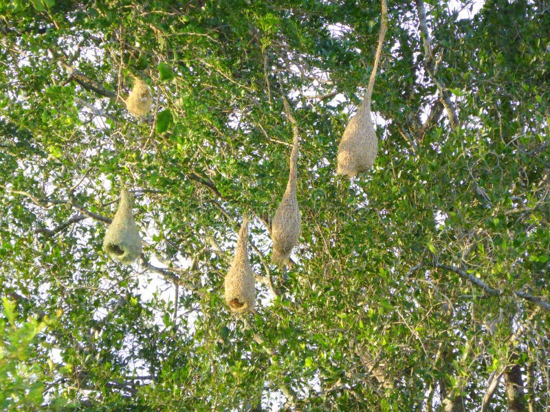 Hanging Birds Nest From Dining Room Chairs