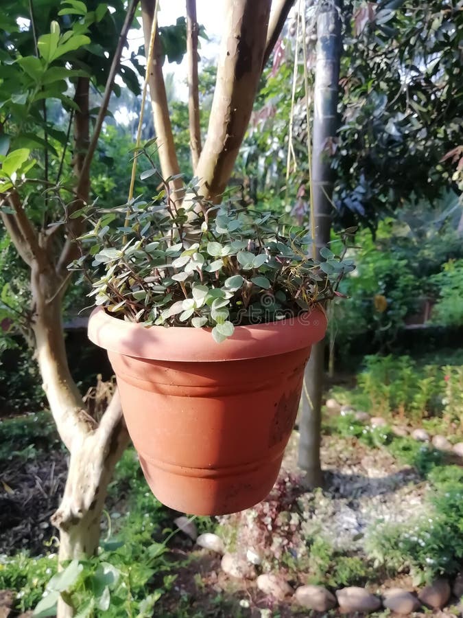 Hanging Bowl with Common Plants Closeup View Stock Image Image of