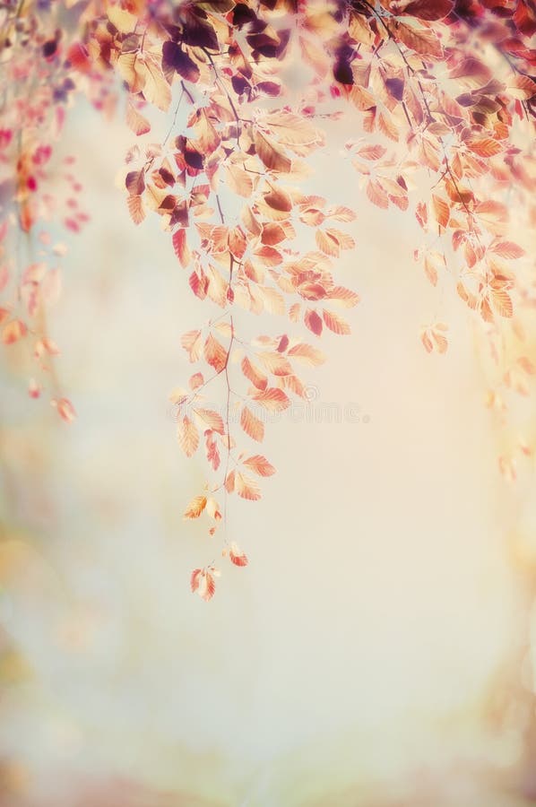 Hanging branch with autumn foliage on blurred nature background, patel retro color royalty free stock image Hanging branch with autumn foliage on blurred nature background, patel retro color royalty free stock image
