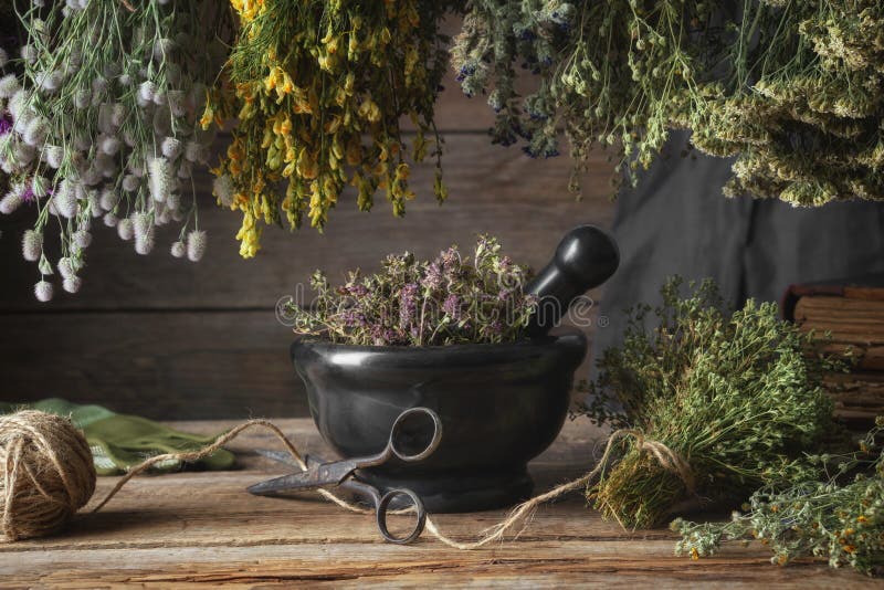 Hanging bunches of medicinal herbs, black mortar with dried plants. Alternative medicine