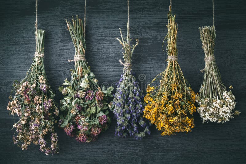 Hanging bunches of medicinal herbs and flowers. Herbal medicine.
