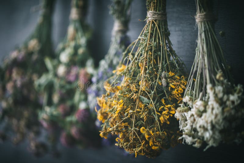 Hanging bunches of medicinal herbs, focus on hypericum flower. royalty free stock photography Hanging bunches of medicinal herbs, focus on hypericum flower. royalty free stock photography