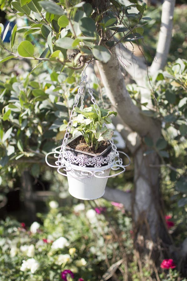 Decorative Plants in Hanging Pots Stock Photo Image of garden