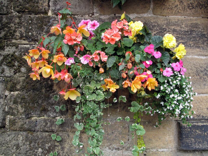 Hanging Flower Basket Against a Stone Wall. royalty free stock image Hanging Flower Basket Against a Stone Wall. royalty free stock image