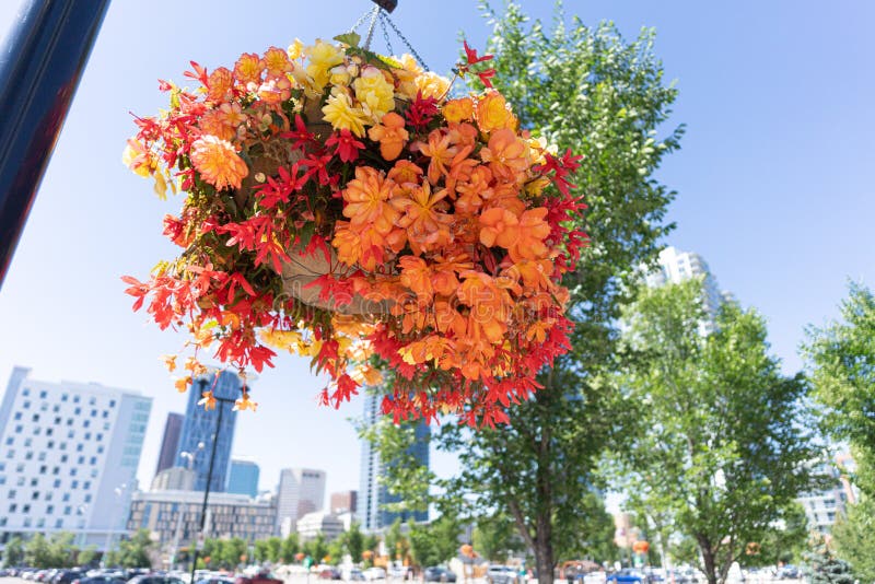 Hanging Flower Baskets on Calgary Downtown Streets in Summer Stock