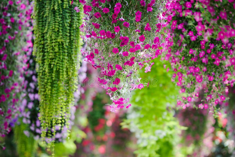 Hanging Flower stock photo. Image of vertical, hang, colurful 33445718