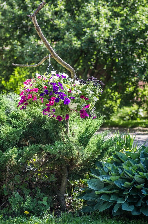 Hanging flower stock photo. Image of floral, green, plant 42163664