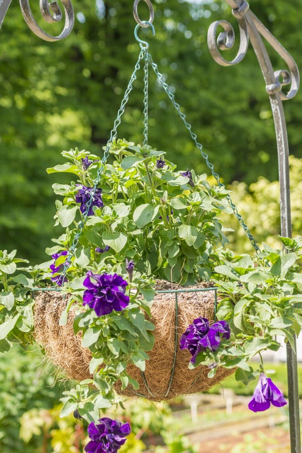 Hanging Flower Pot in the Garden Stock Image Image of bloom, nature