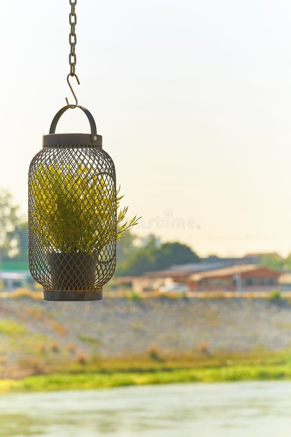 Hanging flower pot with green plant by the window, green plant in metal lamp, on Nature river background stock image Hanging flower pot with green plant by the window, green plant in metal lamp, on Nature river background stock image