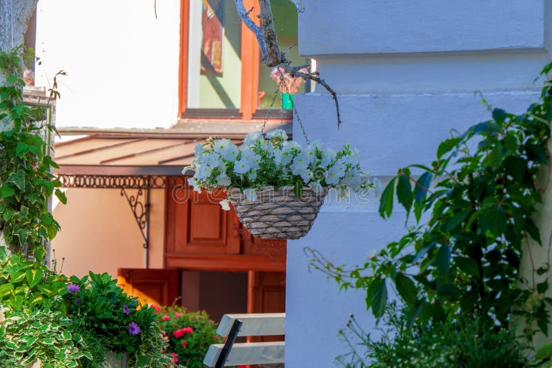 Hanging Flowerpot with White Petunias Stock Image - Image of group ...