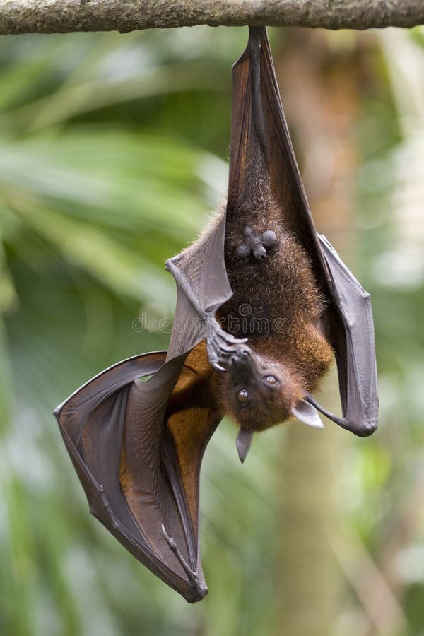 Hanging Fruit Bat stock image. Image of rainforest, fruit 197681