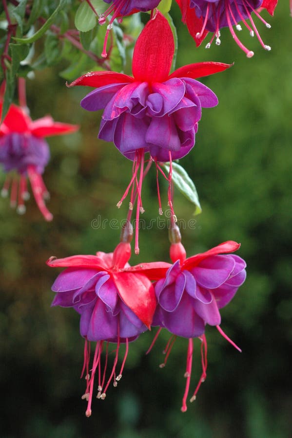 Hanging Fuchsia