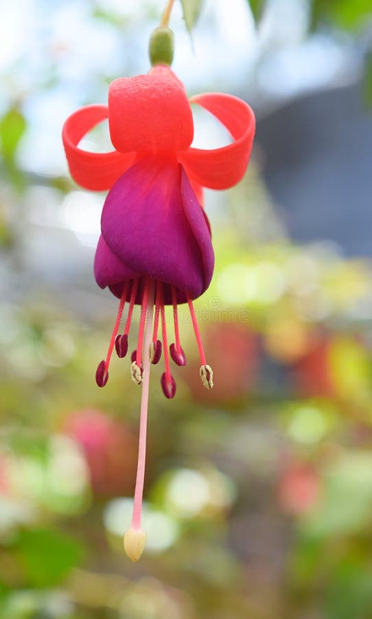 Hanging Fuchsia Maegllanica - Hummingbird Flower with Hues of Violet, Red, and Orange