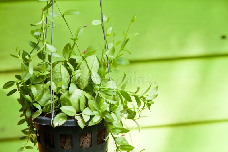 Hanging green plant