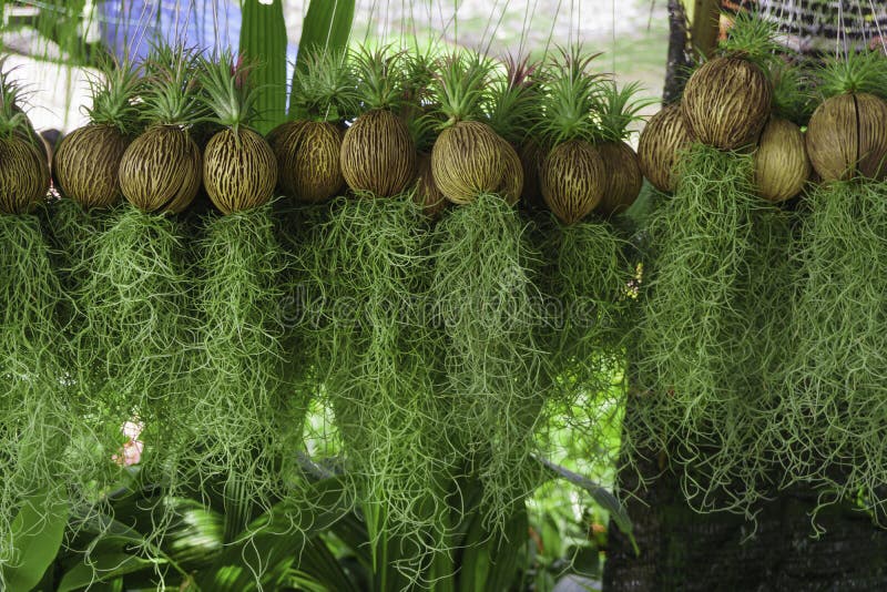 Hanging Spanish Moss in Garden Design Stock Image - Image of summer ...
