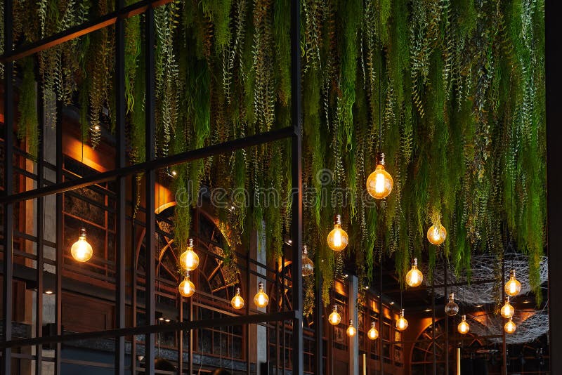 Hanging Long Deciduous Plants and Burning Light Bulbs from the Ceiling, Design Stock Image
