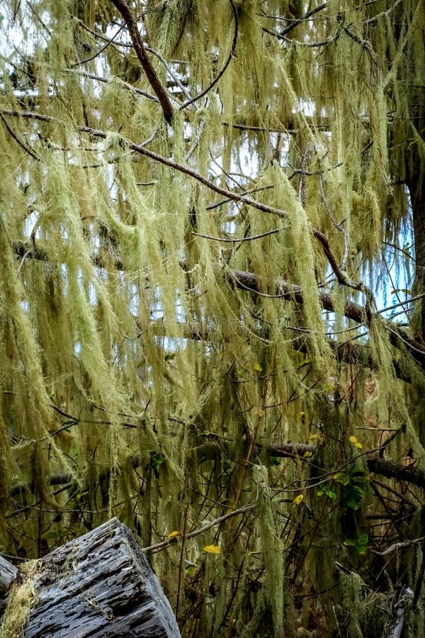 Hanging Moss on Tree Along the Coast of California Stock Image Image