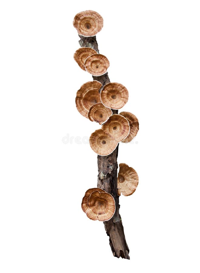 Hanging mushroom on dry tree branch isolated on white background