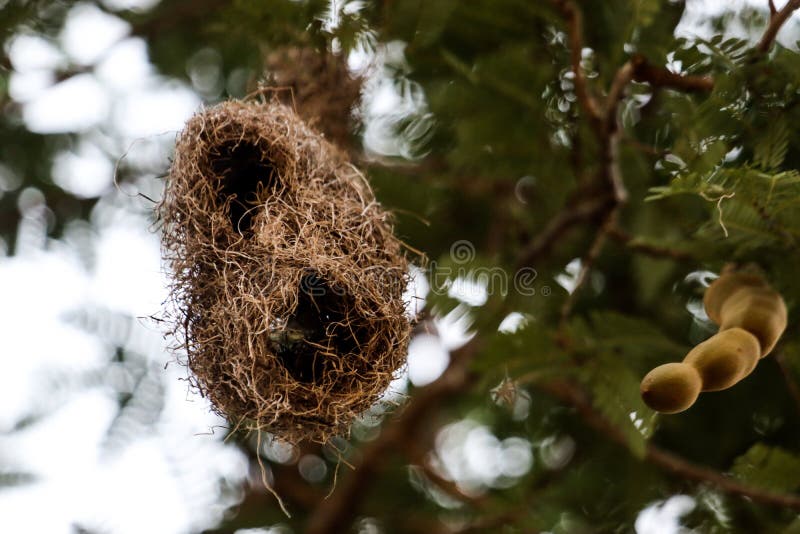 1,068 Baya Weaver Bird Nest Stock Photos - Free & Royalty-Free