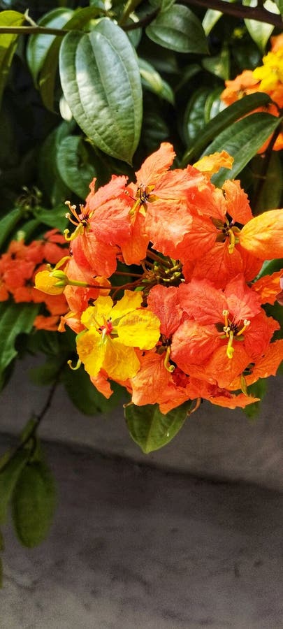 Hanging orange flowers royalty free stock images