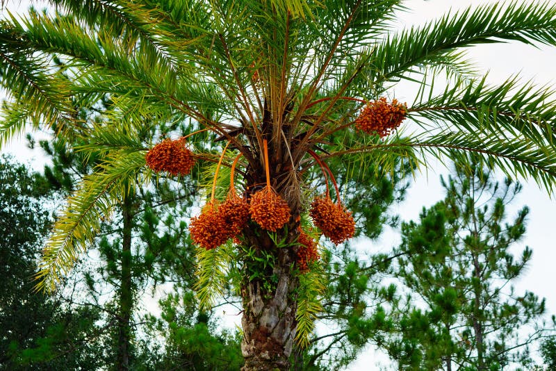 Hanging orange palm tree fruit royalty free stock photos