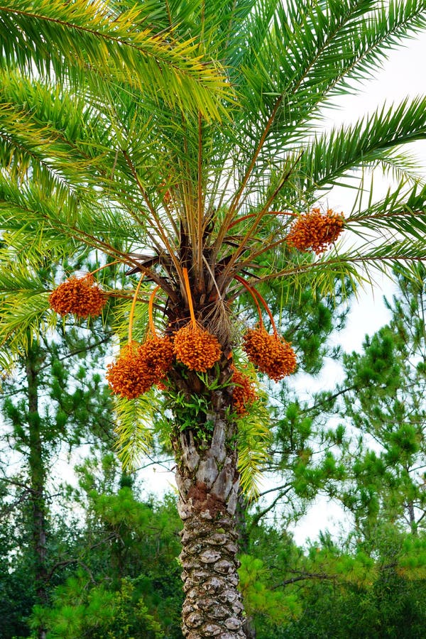 Hanging orange palm tree fruit stock images