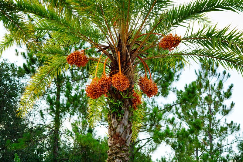 Hanging orange palm tree fruit royalty free stock photo