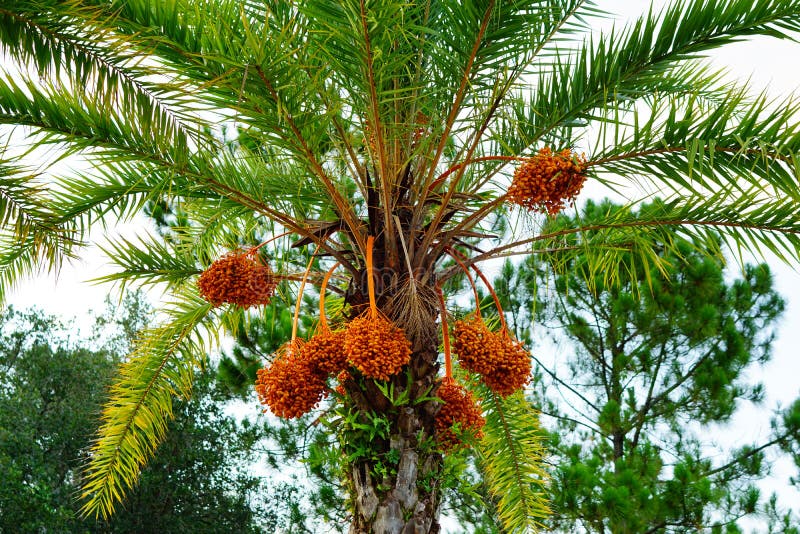 Hanging orange palm tree fruit royalty free stock photos