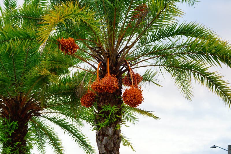 Hanging orange palm tree fruit stock photo