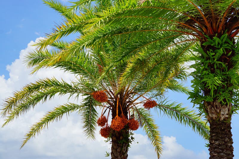 Hanging orange palm tree fruit royalty free stock images