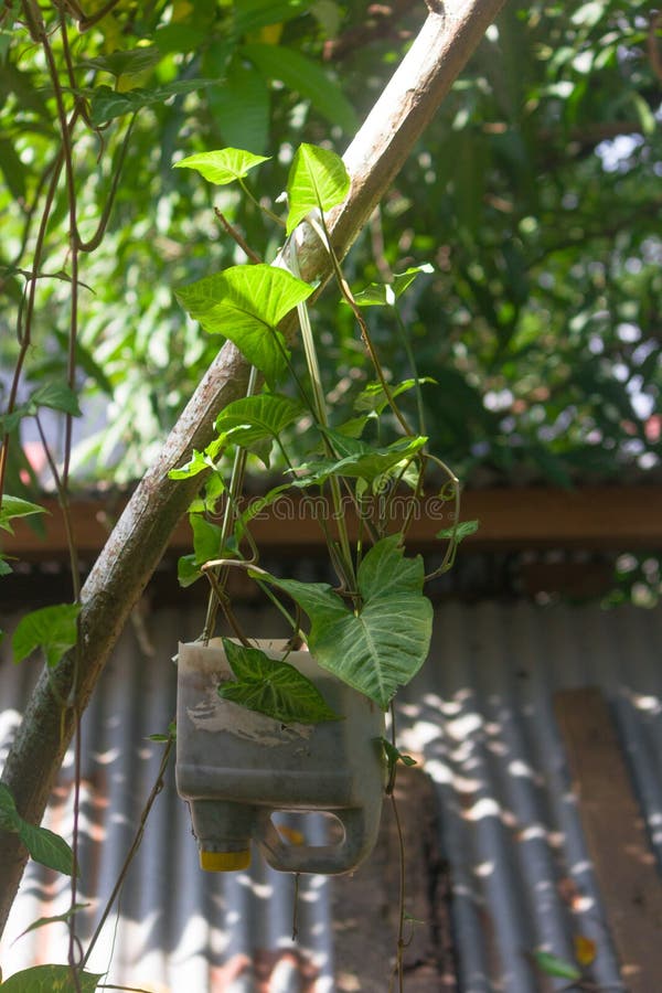 Hanging ornamental plants stock photo. Image of tree 233928228