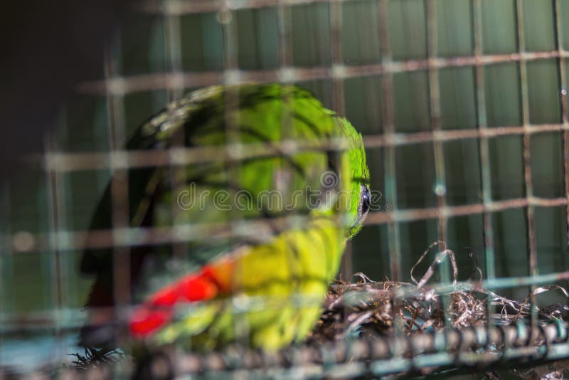 Dettagliato da sospeso pappagallo gabbia.