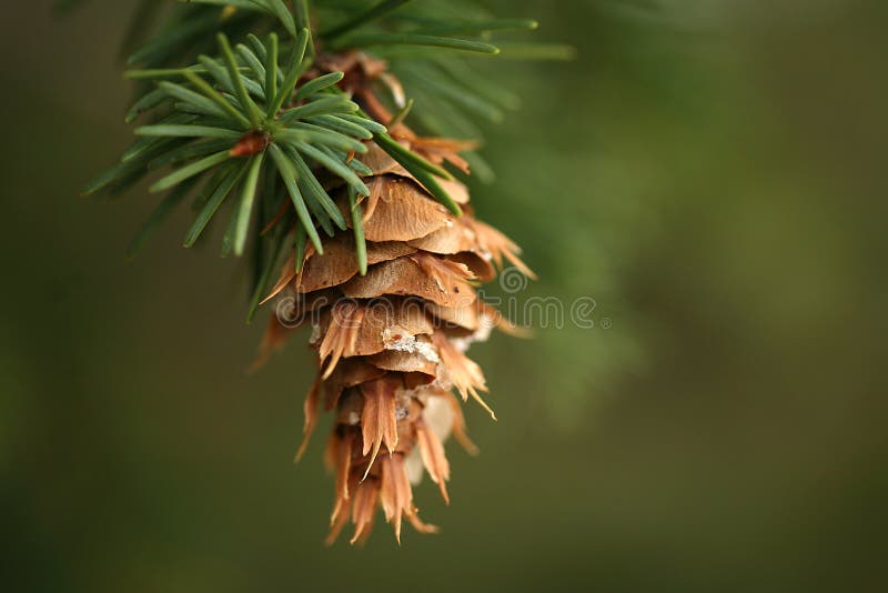 Hanging pine cone stock images