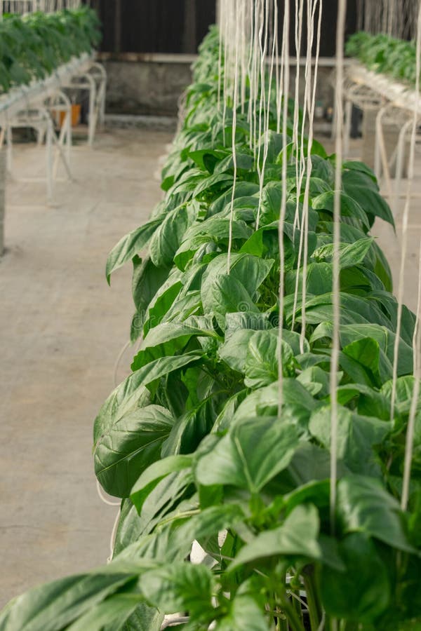 Hanging Plants Inside a Pot in a Greenhouse Stock Photo Image of