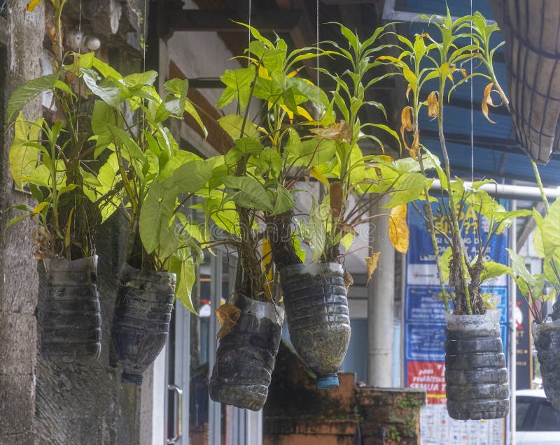 Hanging Plants in Plastic Bottle Containers Stock Image Image of