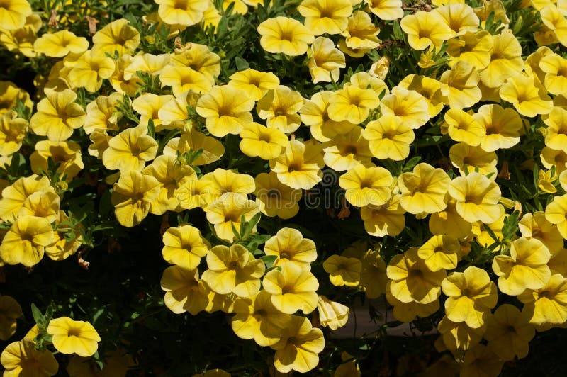 A Hanging Pot of Beautiful Yellow Primrose Flowers