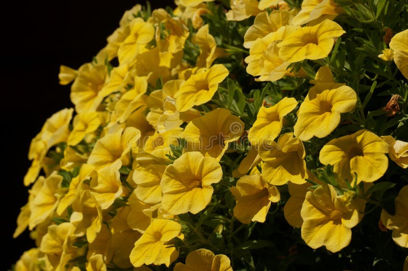 A Hanging Pot of Beautiful Yellow Primrose Flowers