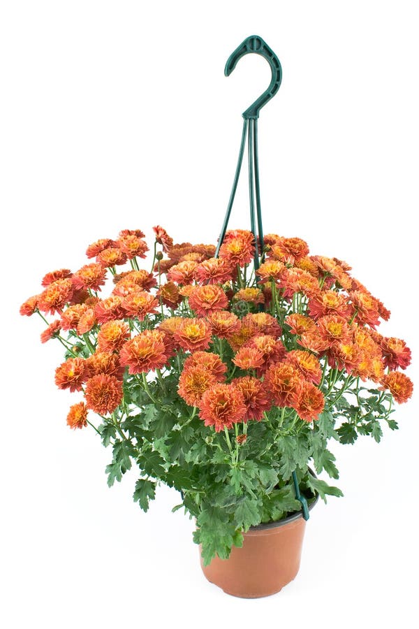 Hanging Pot with Red Chrysanthemum Flowers Stock Photo Image of leaf