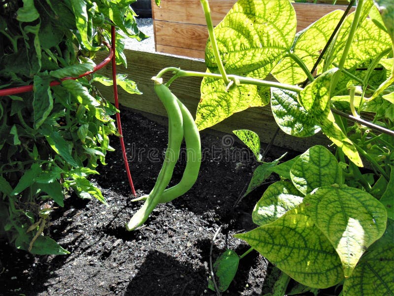Hanging String Beans in the Garden Stock Image Image of beans, fresh
