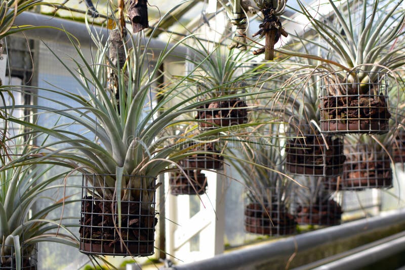 Hanging Tillandsia Airplant Capable of Absorbing Ambient Humidity ...
