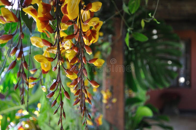 The Hanging Tropical Plants of Guzmania Depladia Diana Stock Photo