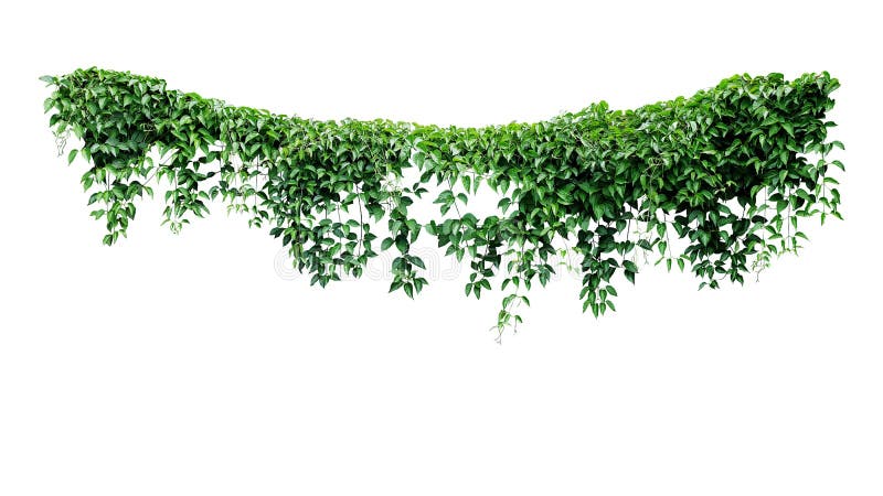 Hanging Vines Ivy Foliage Jungle Bush, Heart Shaped Green Leaves ...