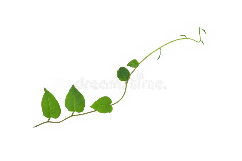 Hanging vines ivy foliage jungle bush, heart shaped green leaves climbing plant nature backdrop isolated on white background with