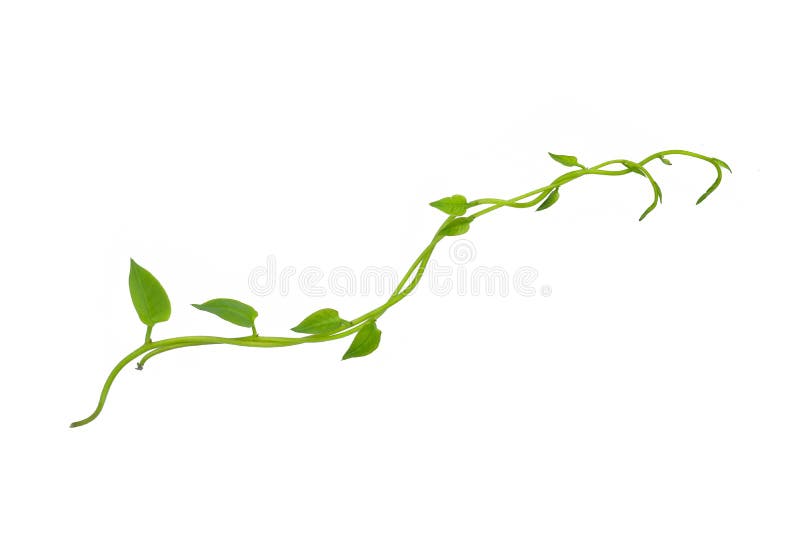 Hanging vines ivy foliage jungle bush, heart shaped green leaves climbing plant nature backdrop isolated on white background with