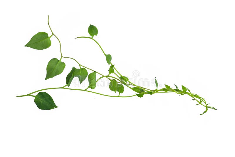 Hanging vines ivy foliage jungle bush, heart shaped green leaves climbing plant nature backdrop isolated on white background with
